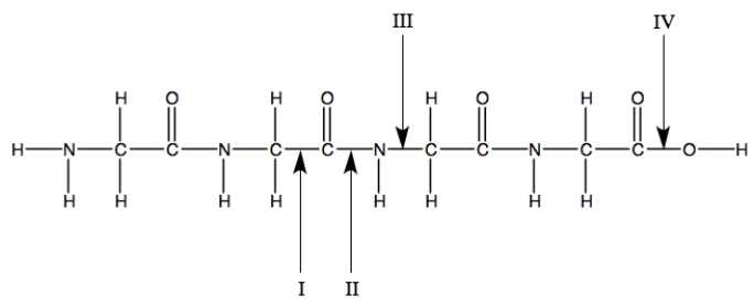 <strong>Which bond represents the peptide bond? </strong> A)I B)II C)III D)IV