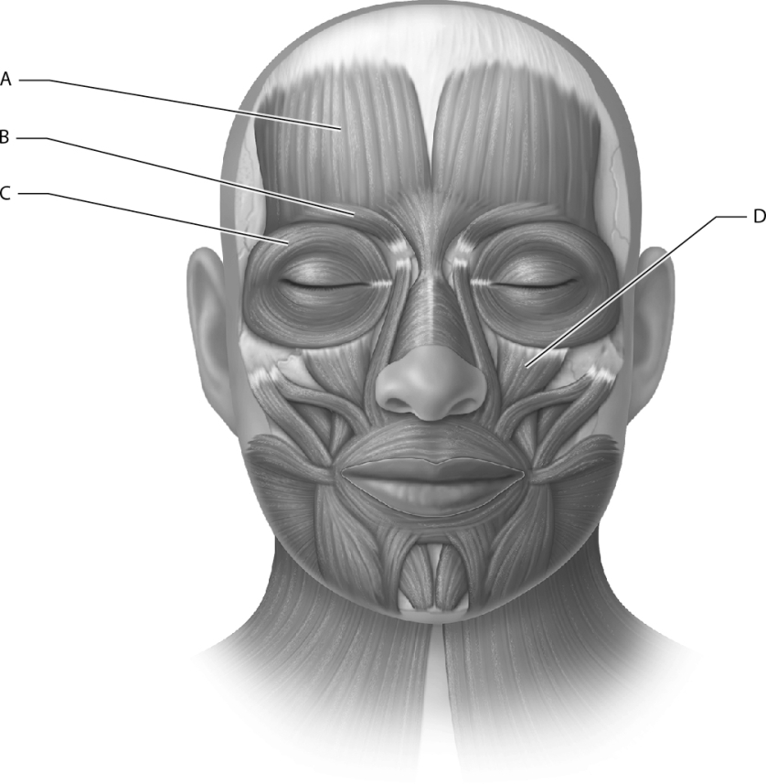 Identify the corrugator supercilii muscle.   A)  A B)  B C)  C D)  D