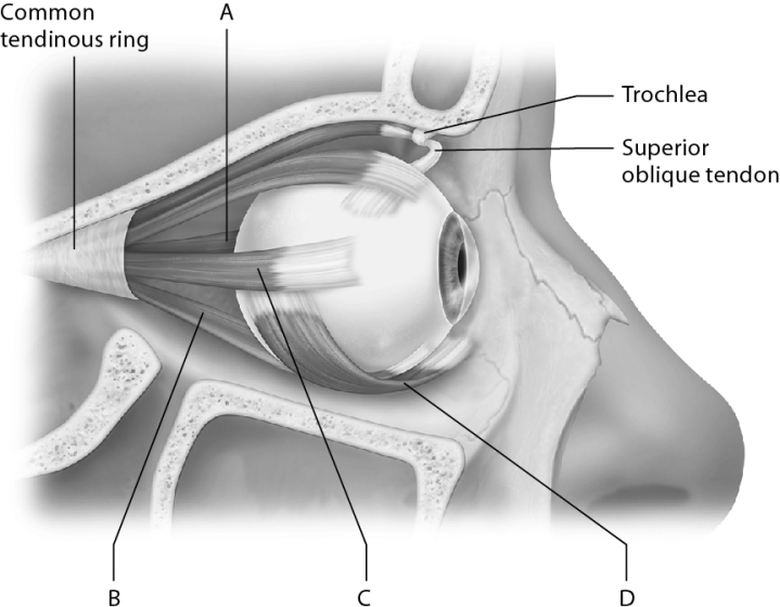 Identify the lateral rectus muscle.   A)  A B)  B C)  C D)  D