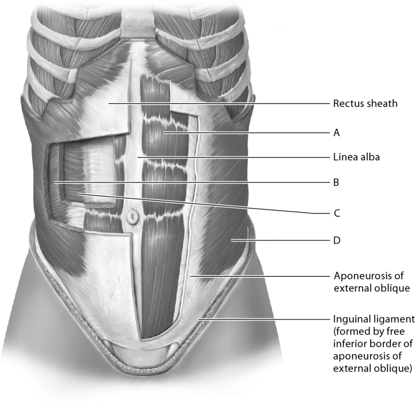 <strong>Identify the rectus abdominis muscle. </strong> A) A B) B C) C D) D