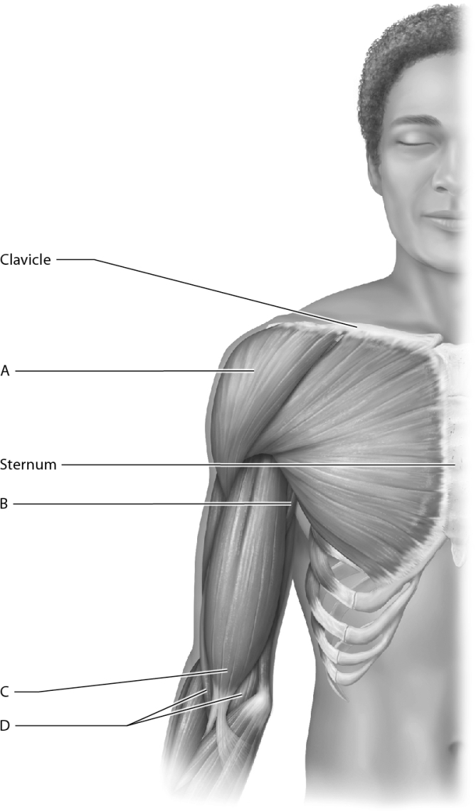 <strong>Identify the brachialis muscle. </strong> A) A B) B C) C D) D