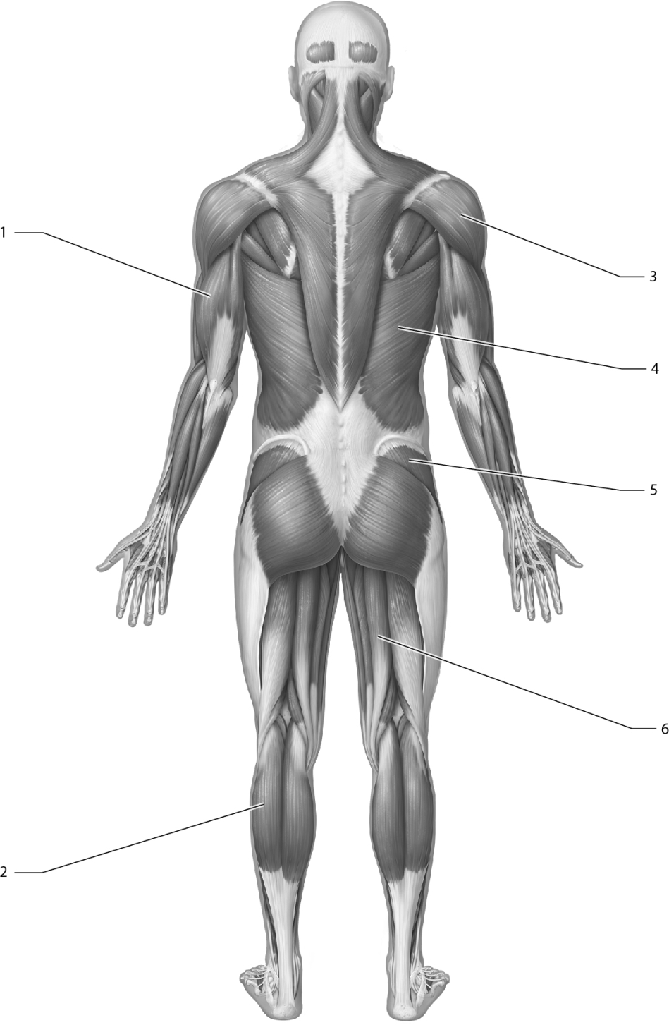Match the following muscles with the correct number.    -Infraspinatus