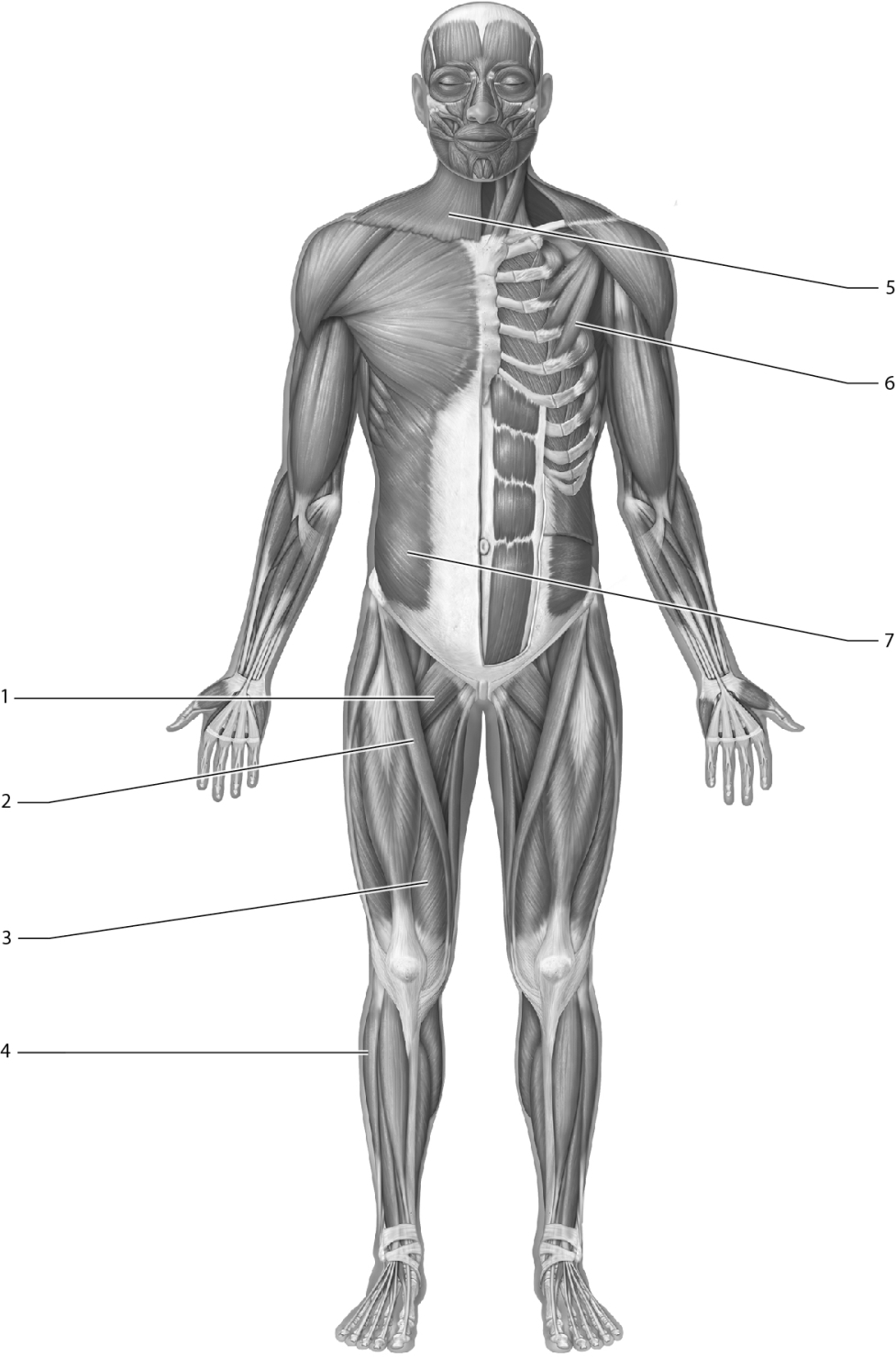 Match the following muscles with the correct number.    -Pectineus