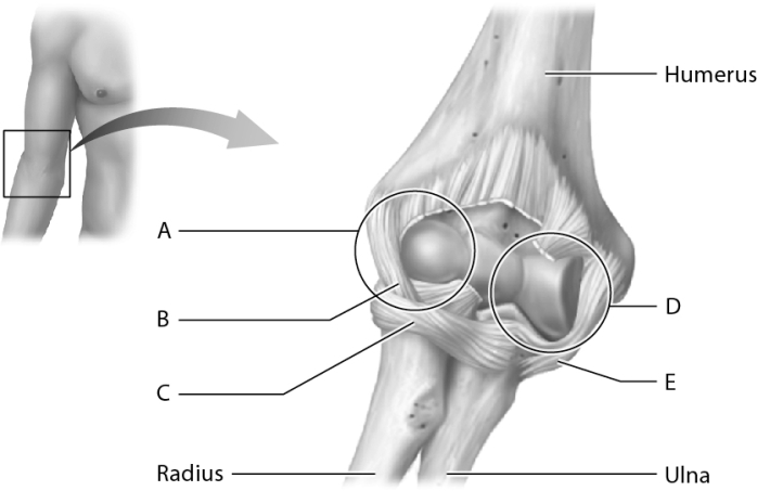 Match the following parts of the elbow joint with the correct letter.    -Humeroradial joint