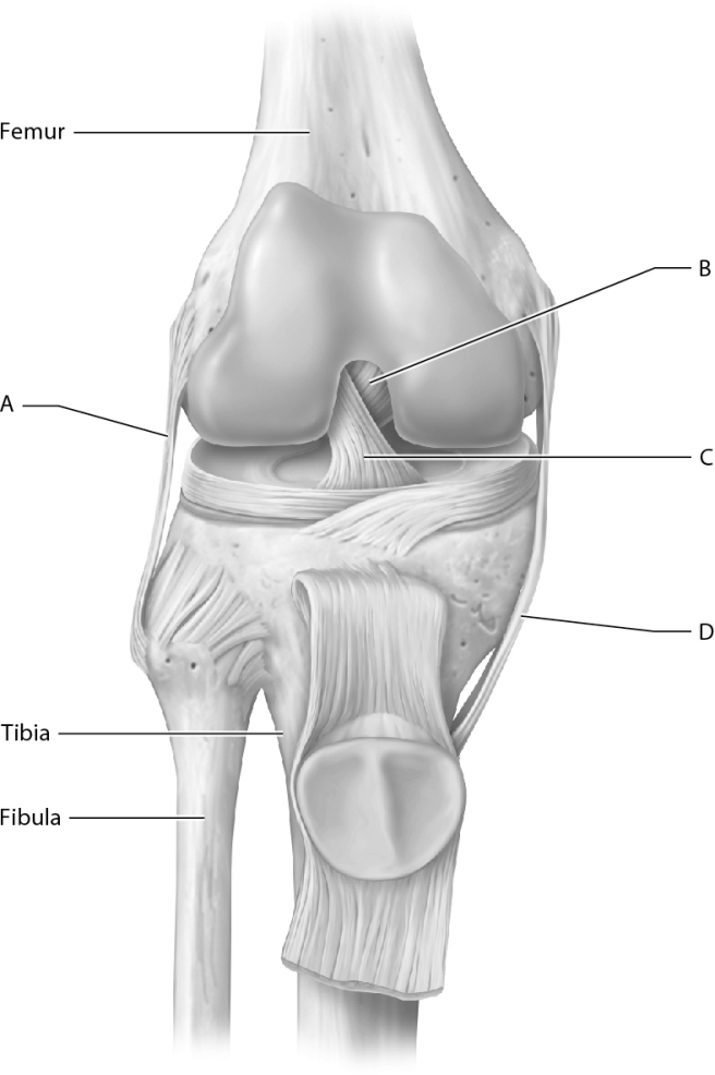 Match the following parts of the knee joint with the correct letter.    -Anterior cruciate ligament