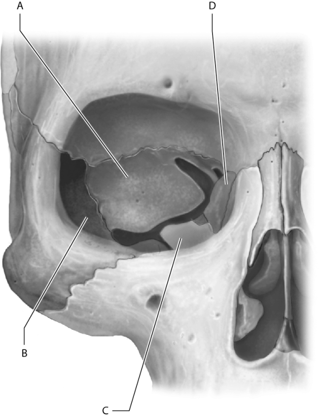 Which letter represents the zygomatic bone on this figure?   A)  A B)  B C)  C D)  D