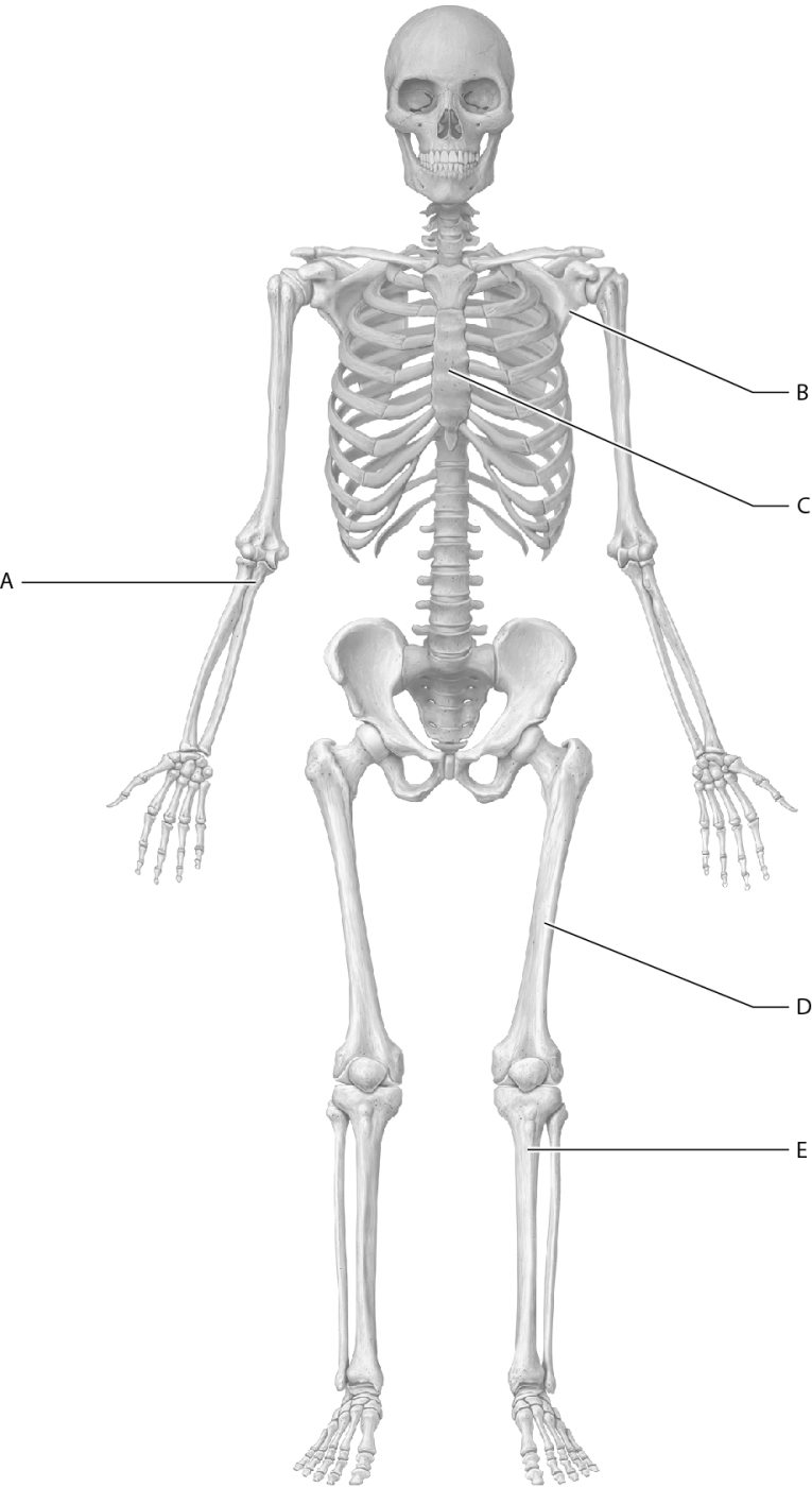 Match the following bones with the correct letter on the figure.    -Tibia