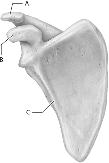 Match the following parts of the scapula with the correct letter on the figure.    -Lateral border