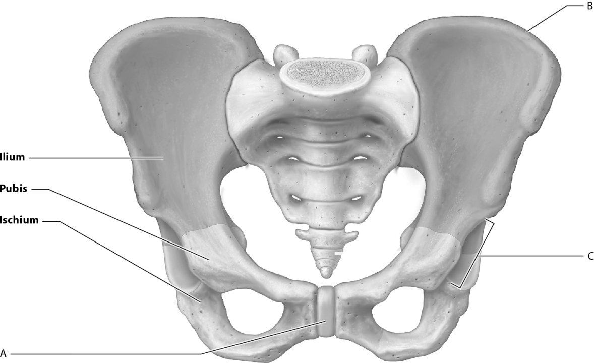 Match the following parts of the coxal bone with the correct letter on the figure.    -Iliac crest