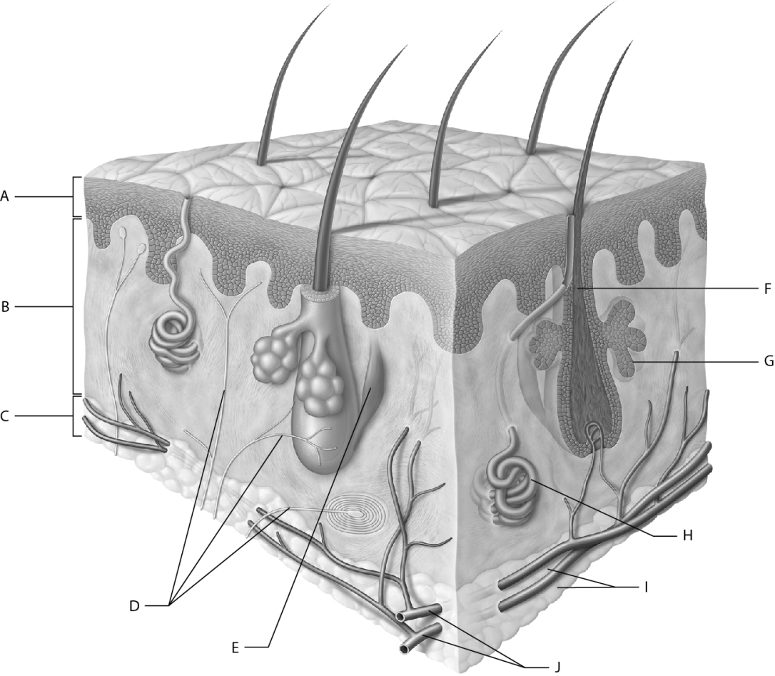 Match the following information with the skin image.    -Gland that contributes to thermoregulation