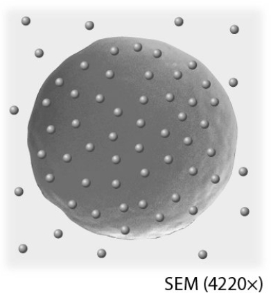 Identify the type of solution into which this cell has been placed.   A)  isotonic B)  hypertonic C)  hypotonic D)  a solution with equal solute concentration as the cell