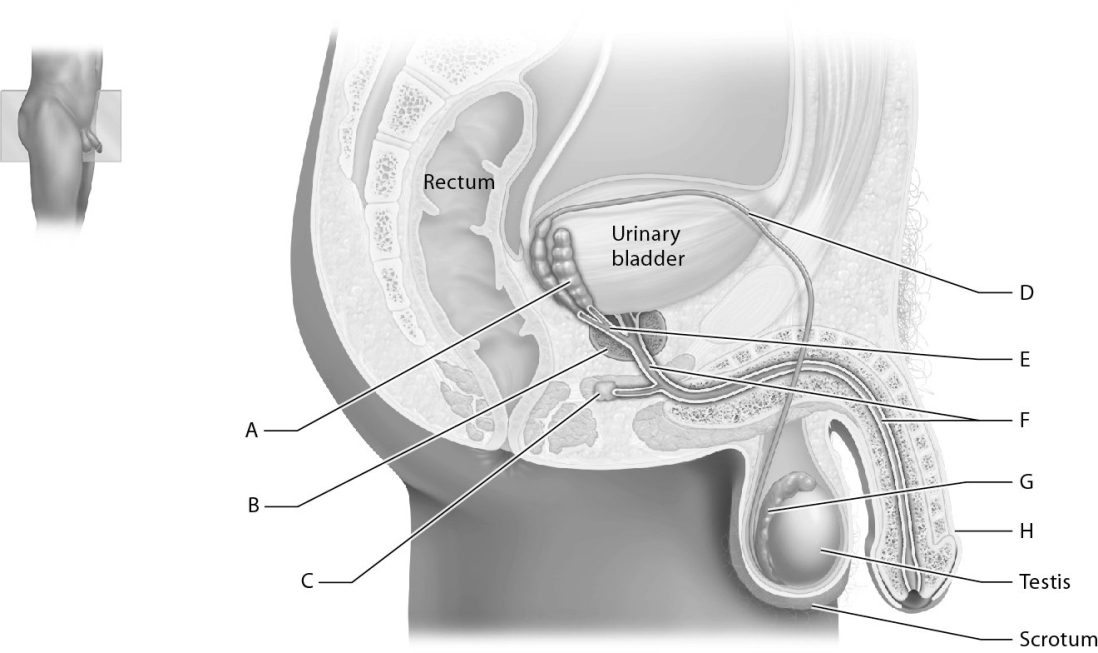 Match the following with the organs of the male reproductive system.      -Identify the ductus deferens.