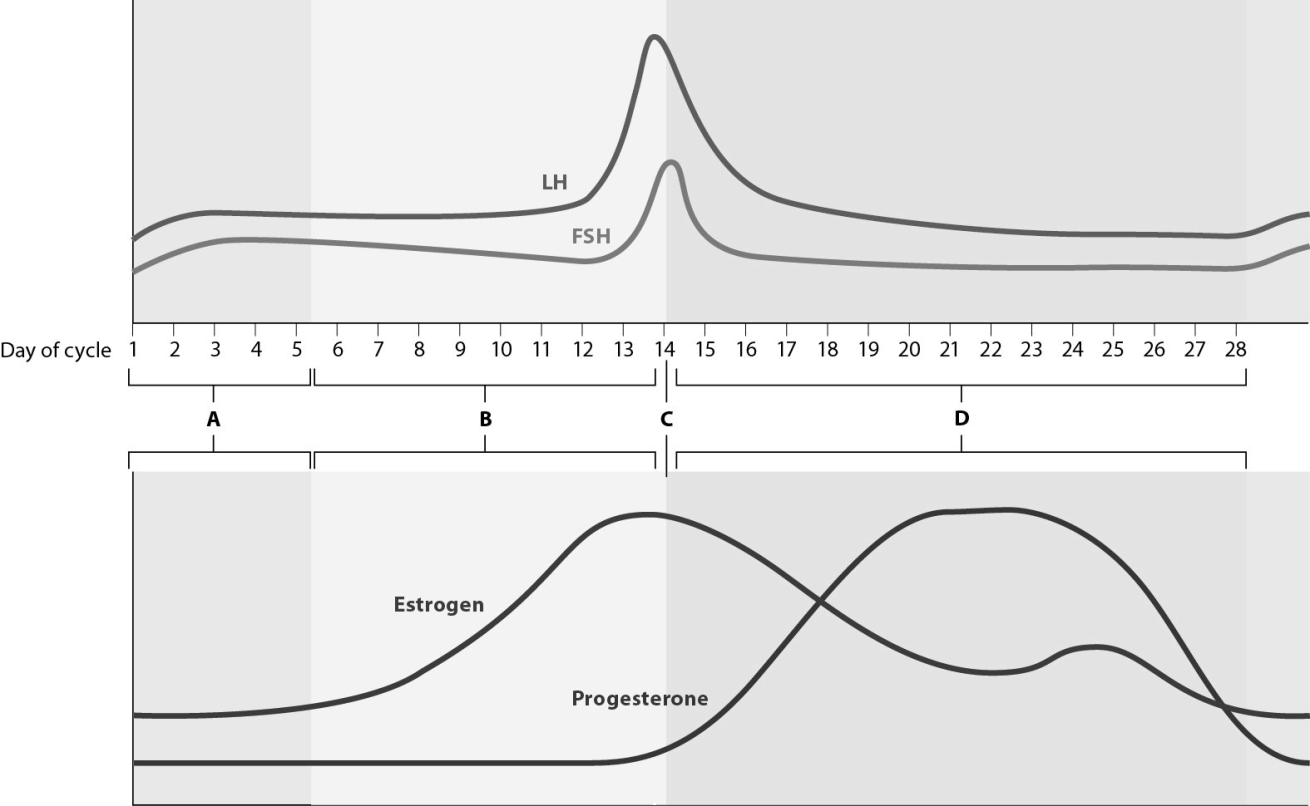 Match the following with the phases of the uterine (menstrual) and ovarian cycles.    -During this phase of the uterine cycle, the endometrium prepares for implantation of an embryo by continuing to grow, increasing vasculature, and secreting nutrients into the uterine cavity.