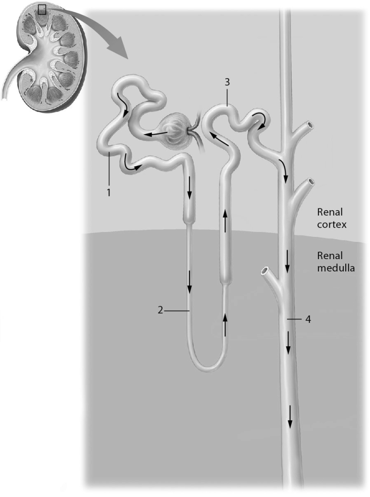 Identify the structure marked as  3.    A)  distal tubule B)  collecting duct C)  renal corpuscle D)  proximal tubule