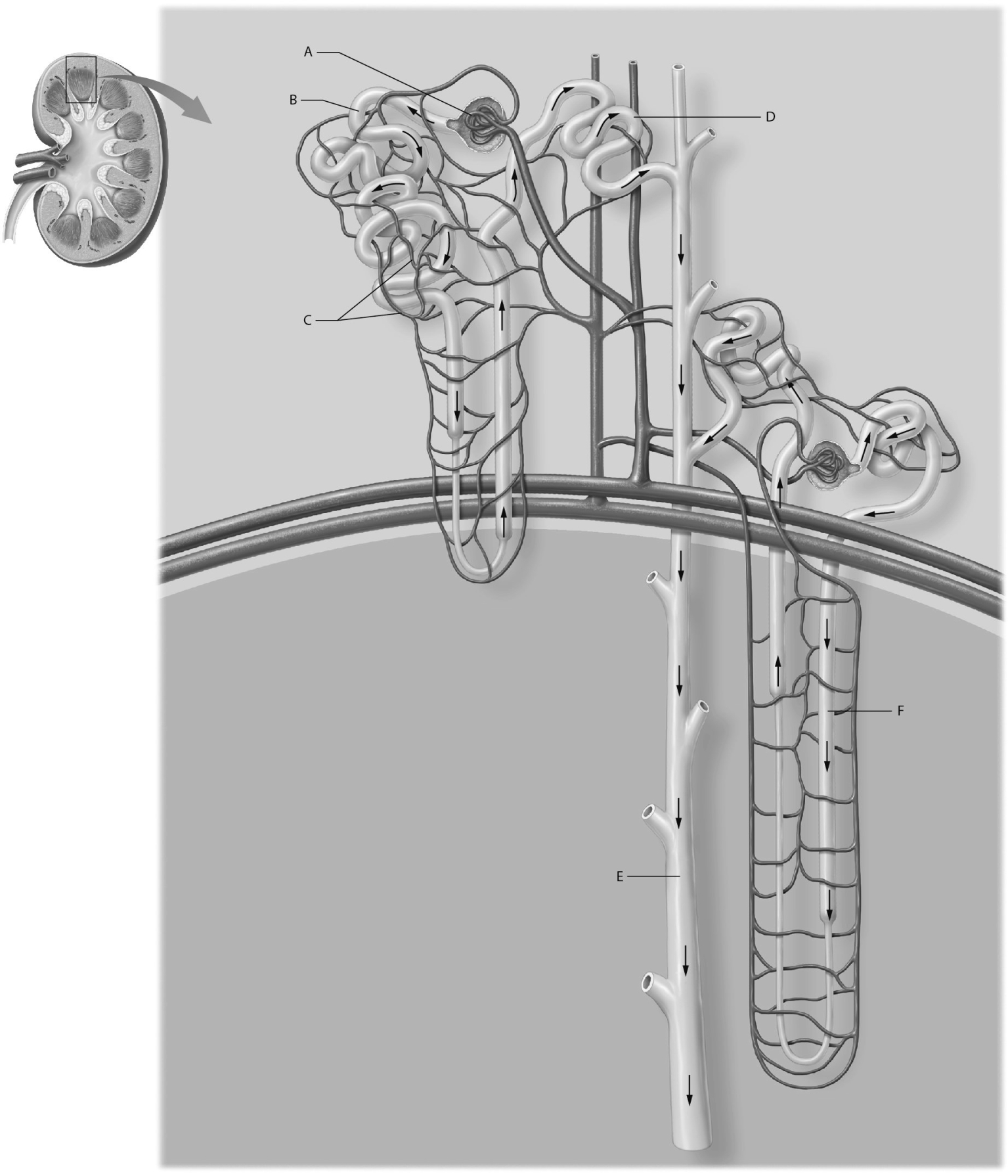 <sup>Match the following</sup>:   -Nephron loop (Loop of Henle)