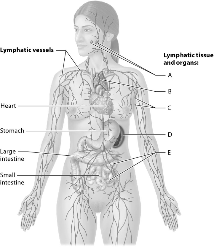 Match the following with the lymphoid tissue or organ.    -Identify the tonsils.