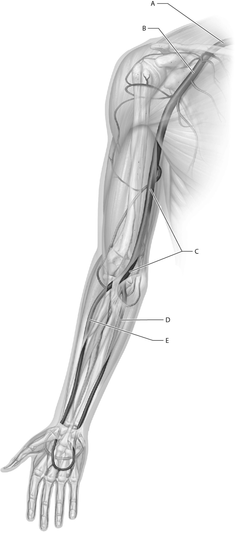 Match the following arteries with the correct name.    -Identify the radial artery.