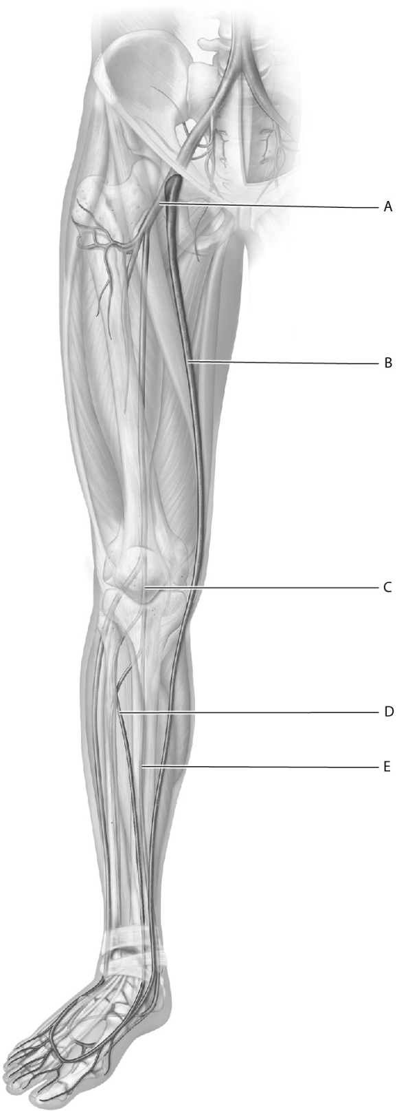 Match the following veins with the correct name.    -Identify the posterior tibial vein.
