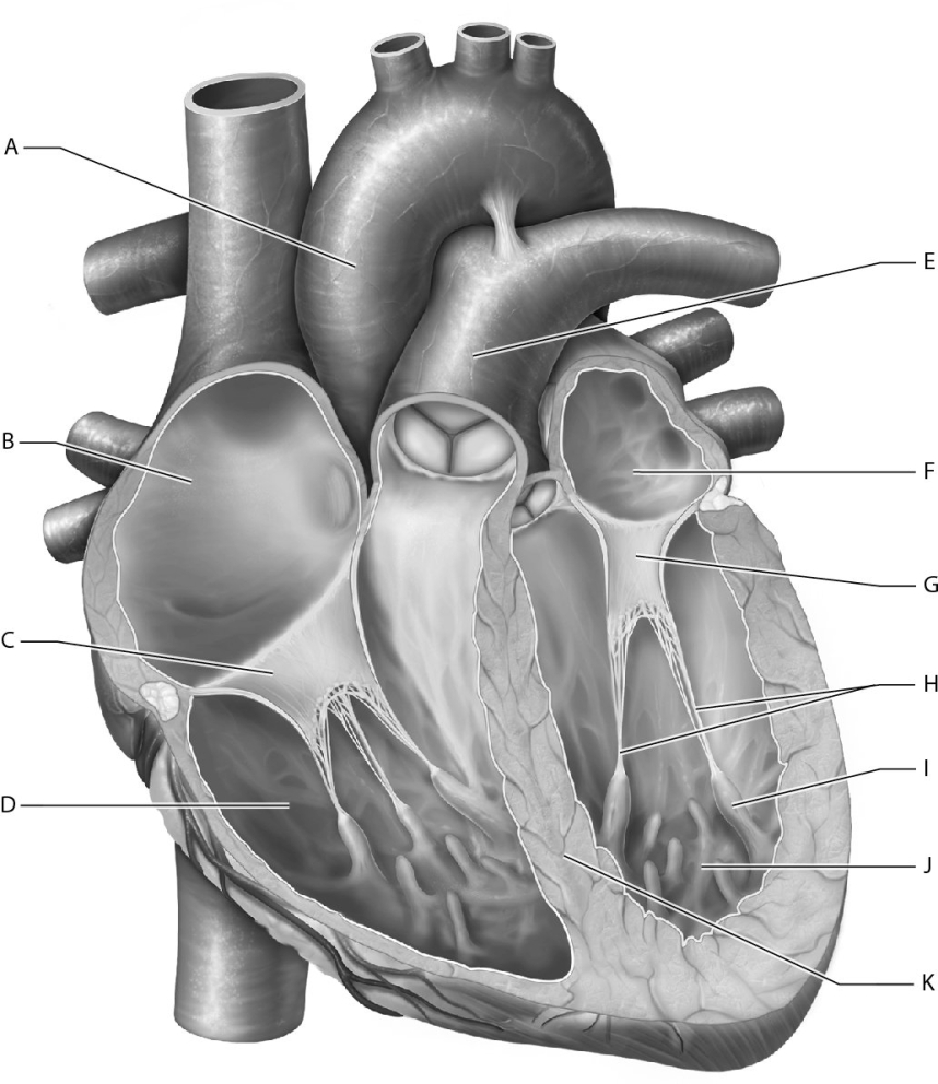 Match the following structures with the internal heart anatomy.    -Identify the mitral (bicuspid) valve.