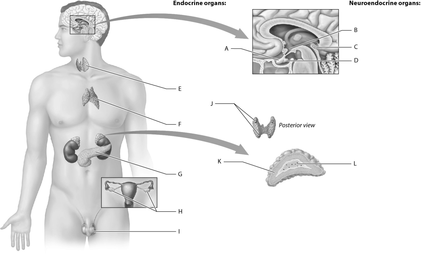 Match the following descriptions with the appropriate endocrine gland.    -Identify the gland that produces and releases melatonin.