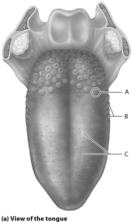 Which letter represents the foliate taste buds?   A)  A B)  B C)  C