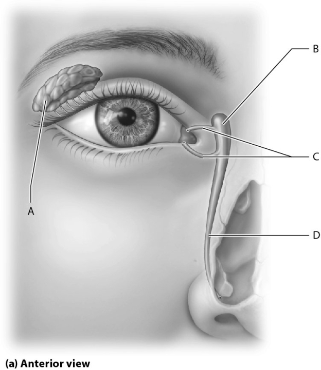 Select the letter representing the nasolacrimal duct.   A)  A B)  B C)  C D)  D