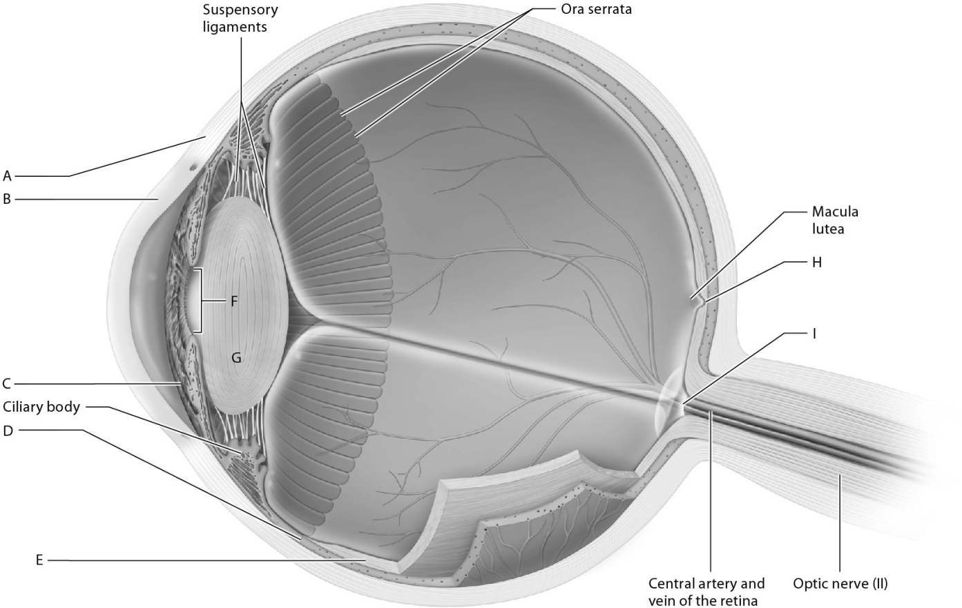 Match the following with the parts of the eye.      -Portion of the retina that contains no photoreceptors