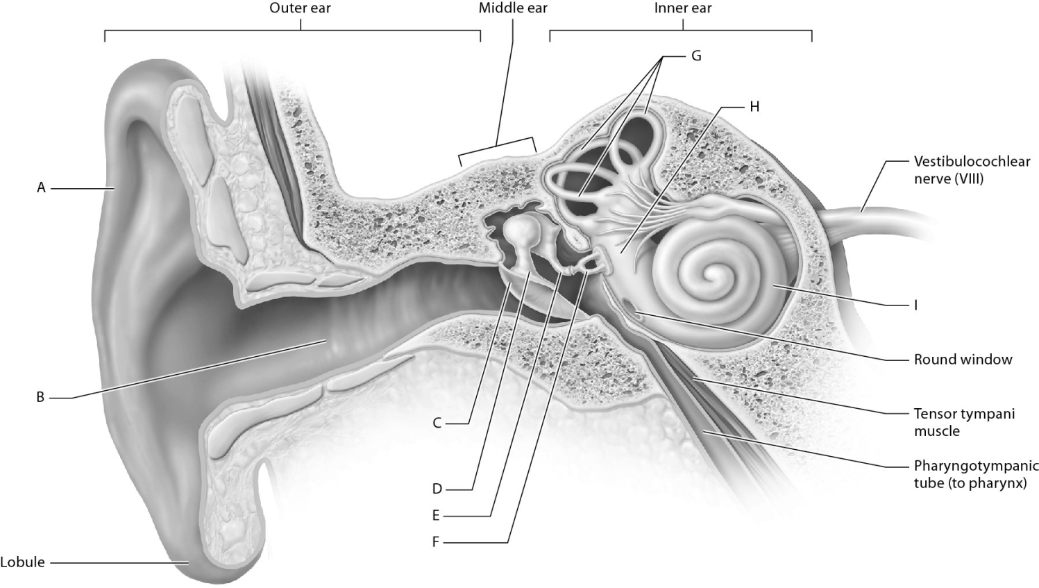 Match the following with the parts of the ear.      -Houses the receptors for hearing