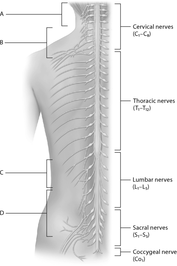 Match the following using the image of the plexuses.    -Cervical plexus