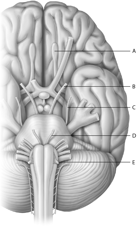 Match the following using the image of the cranial nerves.    -Olfactory bulb (synapses with Cranial nerve I)