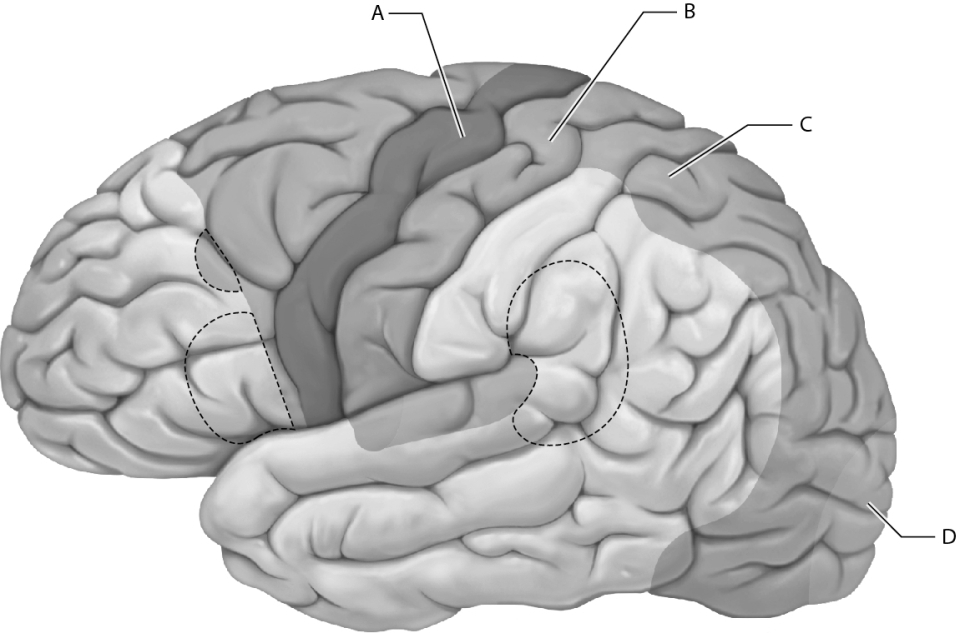 Select the letter that represents the location of the primary motor cortex.   A)  A B)  B C)  C D)  D