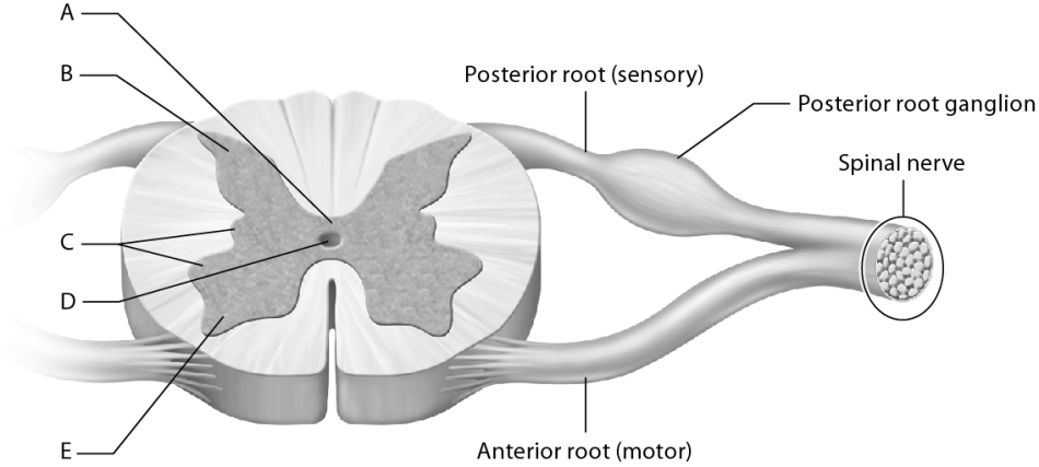 Match the following with the spinal cord cross section.    -Identify the gray commissure.