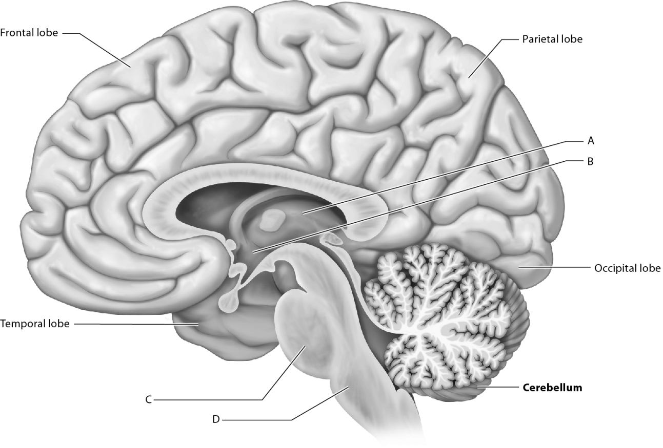 Match the following with the sagittal section of the brain.    -Identify the structure that edits, sorts, and routes stimuli as well as controls entry of information into the cerebral cortex.