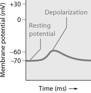 Using the information provided in this graph, which statement best summarizes the activity in this neuron?   A)  The cell gains chloride ions, making the cell hyperpolarize. B)  Positive charges are lost from the cell, making the inside more negative. C)  The cells gains negative charges, making the inside more negative. D)  The cell gains positive charges, making the inside less negative.