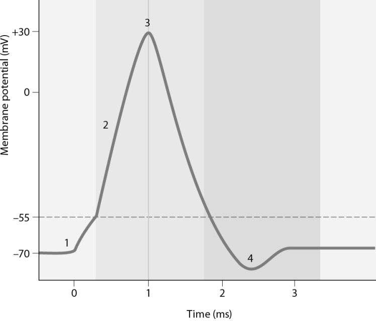 Which number on the graph represents when voltage <sup>-</sup>gated sodium channels are open?   A)  1 B)  2 C)  3 D)  4