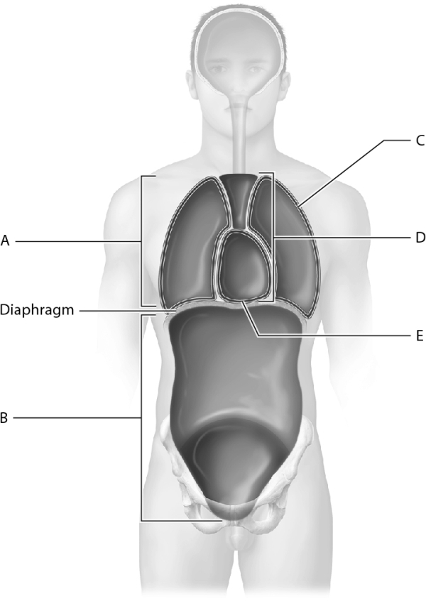 Match the following with the correct body cavity or subdivision.    -Identify the cavity that houses the heart.