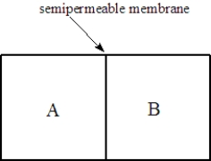 Consider two solutions,A and B,separated by a seminpermeable membrane that allows water and small molecules to pass through as shown below.    Fill the blank(s)with the appropriate terms from the list below. right left osmosis dialysis -Solution A is 0.10 M in fructose and 0.05 M in glucose. Solution B is 0.20 M in sucrose. The direction of osmosis will be to the _______________________.