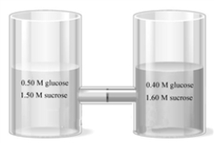 Consider the two containers separated by a semipermeable membrane that allows both glucose and sucrose to pass through.   Answer the following questions as appropriate with: right,left,or no movement. -Upon standing the glucose molecules will move in which direction?