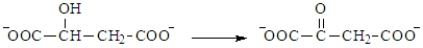 The following is a summary of the steps found in the metabolic pathway known as the Citric Acid Cycle. Step 1:   Step 2:   Step 3:   Step 4:   Step 5:   Step 6:   Step 7:   Step 8:   Fill in the blanks in the following question with the appropriate term from the list below. oxaloacetate oxidation citrate reduction isocitrate consumes a-ketoglutarate produces succinyl-CoA NADH succinate FAD fumarate NADPH malate -The following reaction shows the structures of the species involved in Step 8.   This step would also involve the coenzyme _________________ as a product.