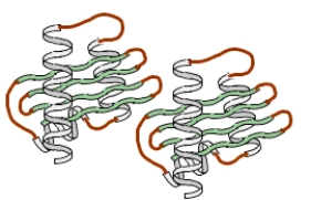 Consider the level of protein structure that forms when the two polypeptides shown below interact.   Which type of side chain interaction is particularly important in forming this level of structure? A) ion pair B) disulfide bridge C) hydrophobic interaction D) hydrophilic interaction