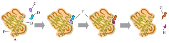 Consider the following representation of an enzyme-catalyzed reaction.   This image could represent the reaction in which lactase catalyzes the hydrolysis of lactose (a disaccharide)into glucose and galactose (two monosaccharides). Fill in the blanks with the appropriate letter (A,B,C,D,....)from the image. -___________________ represents lactase.
