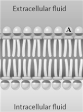 Consider the following diagram of a membrane.   Which of the following might be the portion of the membrane represented by the letter A? A) choline B) tristearin C) oleic acid D) glycerol