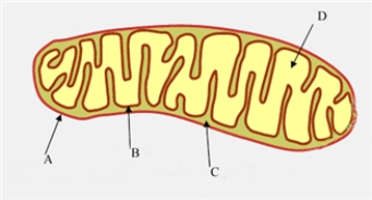 Examine the diagram of a mitochondrion shown below. Fill in the blanks with the appropriate letter (A,B,C,D). Location of the energy producing reactions of carbohydrate metabolism: _________________