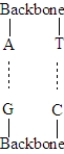 The following represents the correct pairing of bases in nucleic acids.  