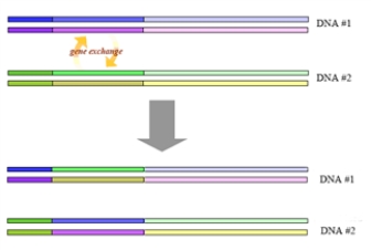 The following represents a type of mutation.   The mutation shown in the illustration will probably not be harmful