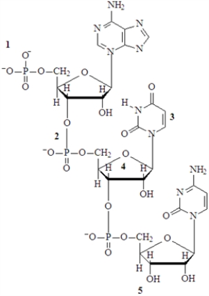 Examine the following nucleic acid structure. Fill in the blanks with an appropriate integer (1,2,3,4.....)from the numbers in the figure or to represent a numerical value. The backbone of the nucleic acid contains ___________________nucleotides.