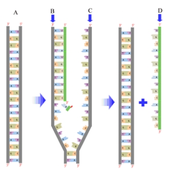 Examine the following diagram.   Fill in the blanks with the appropriate terms from the list below. RNA DNA coding strand template strand replication transcription translation -The structure labeled A represents _______________________.