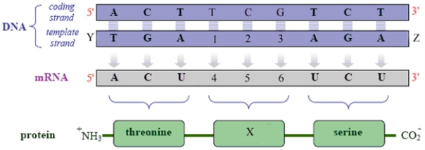 Examine the following figure.   Fill the blanks with the appropriate: letters (A,B,C,D.....) numbers 3' or 5' name of an amino acid -The amino acid name that should be substituted for X is ________________________.