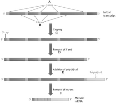 Consider the following diagram showing the processing of mRNA.   Match the following statements to the appropriate letter (A,B,C,...)in the diagram. -Determines the useful life span of mRNA._____