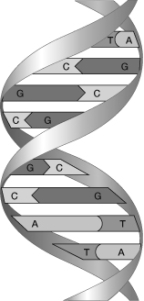 Based on this figure, the rules for nucleotide base pairing in DNA must be   A)  adenine with thymine, and guanine with phosphate. B)  adenine with thymine, and guanine with cytosine. C)  adenine with cytosine, and guanine with thymine. D)  adenine with guanine, and cytosine with thymine.